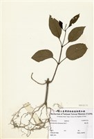 藏品(龍吐珠)的圖片